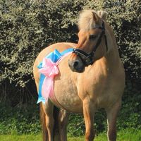 fjordhorsedk