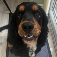 sunnythecocker6