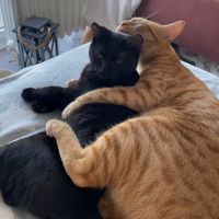 mylittlecatbabys