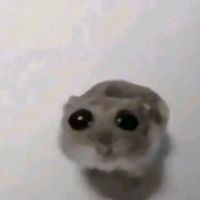 dejan.deki50
