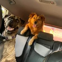 pupsandpiercings