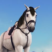 aniyah.equestrian
