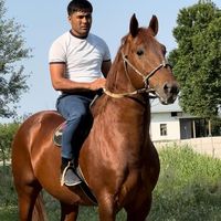 mustafo_horses