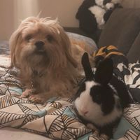 buddythedogandmio