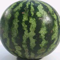 salamanekum