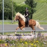 bjarki_fra_stekkjarholi