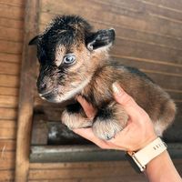 babygoatheaven