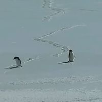 misterfactos_argentino