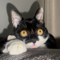 skycat_19