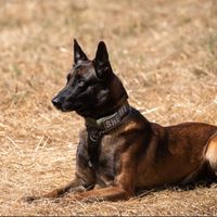 dogs_forever88