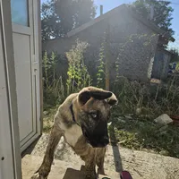 original sound - nicu.ulescu