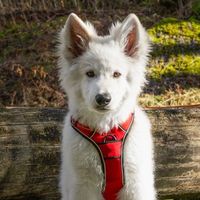 rastawhiteshepherd