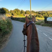 hacking_piglet