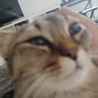 tornadomc.net