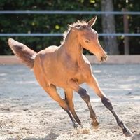 soulhorse.enja