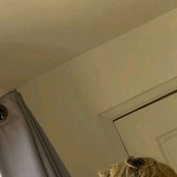 alexmullet