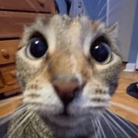 you cant use the sound without following me