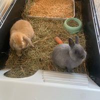 rabbits_caramelandchoco