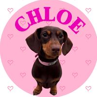 chloe_dachshund
