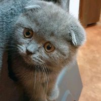scottyth3cat