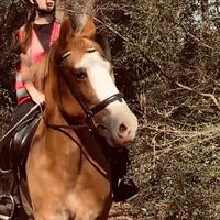 horses4ndponys