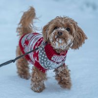 mileymaltipoo