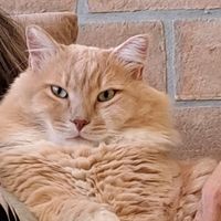 leoneilgattopivello