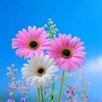 ann.rose45