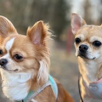 chihuahuarosahavanna