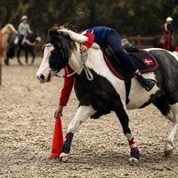 vilja_equestrian