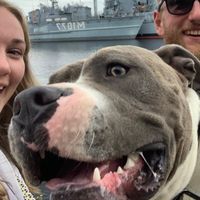 spike.amstaff