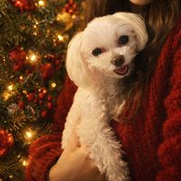 angelbichonmaltese
