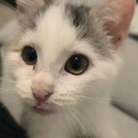 mr_rosie_tv