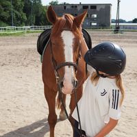 equestrian_.pola