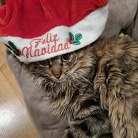 explodingkittens8