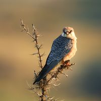 redfootedfalcon