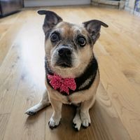 everybody_loves_coco_