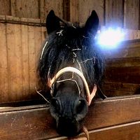 stvr_equit