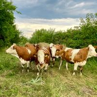 simmental.lact