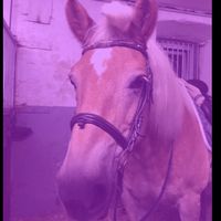 horses.are.best41
