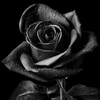 la.rosa.nera.83