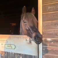 kayla_equestrian24