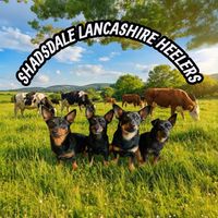shadsdale_heelers