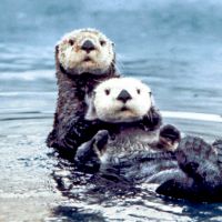 significantotterscosplay