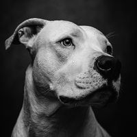 dogostaf