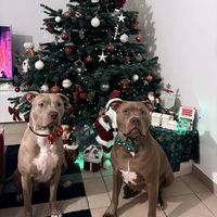 bully.ghost.athena11