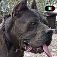 gaetanoviscillo_