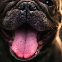 mybeautydog3
