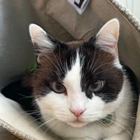 miezekatz.gang