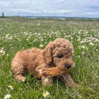 Originalton - Fredoxie